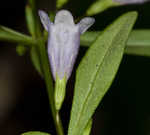 Ozark calamint